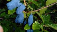 最近一直听说蓝靛果.每日简龄里面都含有，蓝靛果是什么？