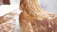 杜仲叶提取物对蛋鸡养殖有什么作用？