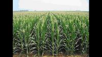 什么是玉米的大垄双行种植？其增产的原因及栽培过程中应注意的问题。