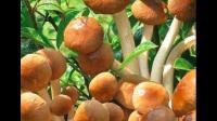 杨树林捡的大白蘑菇有没有毒？