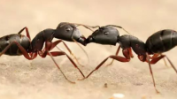 聚纹双刺猛蚁的繁殖蚁和工蚁怎么辨别，这种蚂蚁没有蚁后