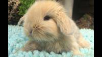 小兔子如何预防毛球病？