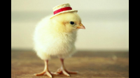 恒温孵化斗鸡最佳的温度湿度是多少，最好是详细的数据。