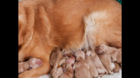 狗狗首次生产后应该怎么护理？