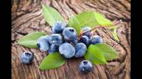 我国哪里的蓝莓比较好