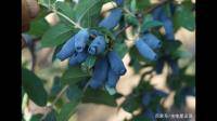 网上很火的蓝靛果，种植蓝靛果有市场前景吗？