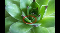 怎么区分白粉虱和蚧壳虫在叶子上形成的白点点