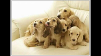求狗宝宝大比拼纪录片视频
