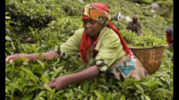 求2009-2018年世界茶叶出口金额