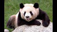 熊猫的眼睛为什么是黑色的