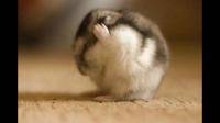 仓鼠晚上没事就叫