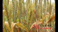 云南省小麦叶锈病在什么时期是高发期