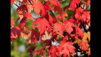 兴山红叶的养殖方法和注意事项