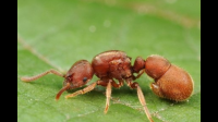 蚂蚁叫声人听不着，人对着蚂蚁大喊一声是不是在：蚂蚁耳朵里人的声音像打雷一样的响啊？