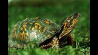巴西彩龟怎么养？