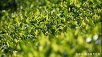 中国的茶叶博大精深，哪种茶比较上成？