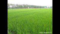 杂交水稻拔节期施用氯化钾多少斤？