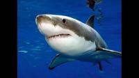 远洋白鳍鲨和大白鲨哪个更厉害