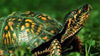 成年巴西红耳龟吃什么？不吃怎么办？