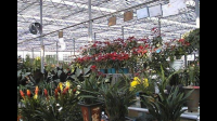 聊城花卉在哪批发的呢？自己想批发一些去卖