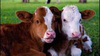 哺喂犊牛时最好使用带有奶嘴的奶壶，可很好地刺激犊牛产生（）。