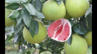 三红柚和红心柚的区别