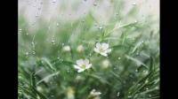 夏雨阵阵淋大地指什么肖