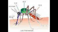 蠓虫和蚋虫和蚊子是怎么吸血的