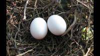 白喉红臀鹎的蛋正常多久孵化