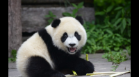 请问2021年我国大熊猫还有多少只？