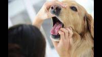 狗狗得了唇炎可以涂红霉素软膏吗？