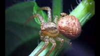 昆虫记蜘蛛的精神品质是什么？