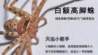 请问这是什么蜘蛛？被咬了，不会有什么大问题吧？