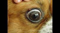 狗狗眼睛下眼皮长了个疙瘩 有小泡泡