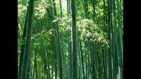 哪里的竹子产的最好？