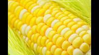 为什么玉米种子比种出来的玉米要小很多