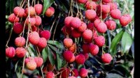 安徽地区可以种植哪些水果