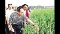 袁隆平几几年研究出来的水稻