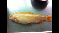 请懂行的鱼友给看一下，上面的这是什么鱼？