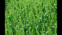 安徽临泉县种植小麦需要多少含量的化肥