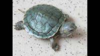 小巴西龟缺水多久会死