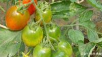 蔬菜露天种植和室内温室大棚种植之间有什么区别？