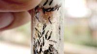 黑色虫子蚂蚁大小像蚂蚁腿短，尾巴能蜇人，痛一下，有个红点，局部红肿，后期会很痒持续几周时间