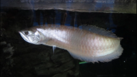 养银龙鱼巴西亚这类肉食性的鱼需要做检疫和放药物驱虫吗