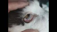 造成猫咪瞬膜外露的病因有哪些？