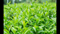 你观察到的茶树和茶叶有哪些特征