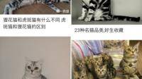 这猫是什么品种的