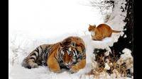 如果看到老虎过来了，动物一动不动，假装自己是雕塑，而老虎会离开吗？