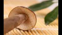 在杨树林捡到的大白蘑菇能吃吗？