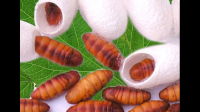 蚕蛹是怎么生长出来的？